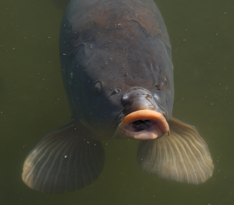 Carpe cuir vue de face sous l'eau, peau lisse sans écailles et nageoires pectorales déployées