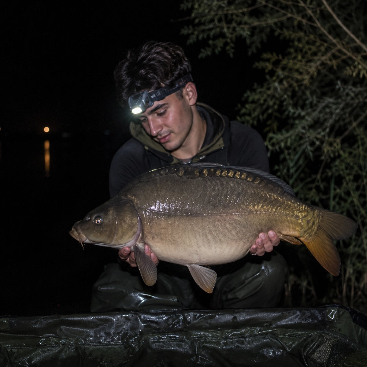 Carpe miroir capturée de nuit dans les Bouches-du-Rhône