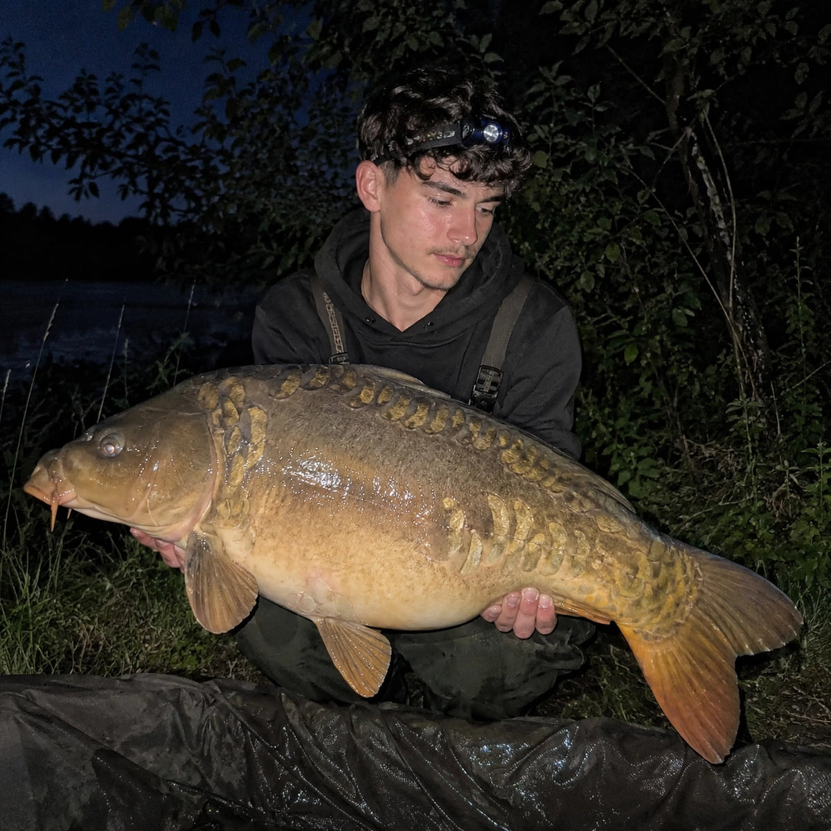 Carpe miroir capturée de nuit sur un parcours de la Saône ou du canal de Bourgogne