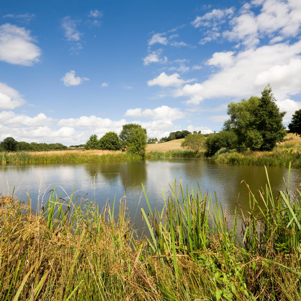 Carpe dans un étang, héritière de siècles de carpiculture