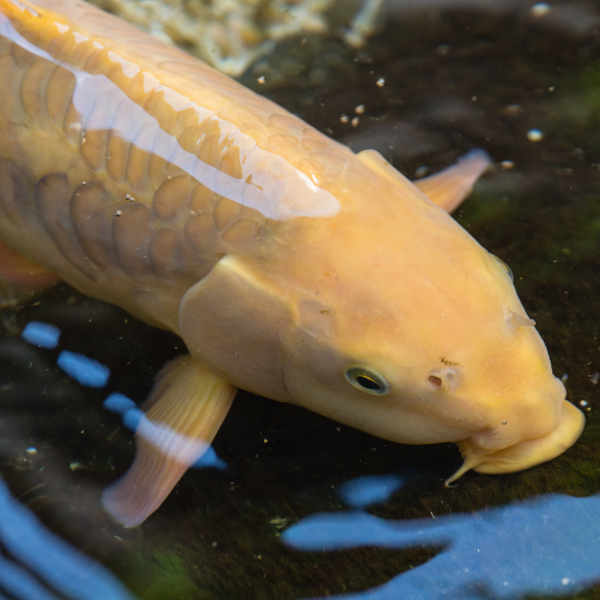 Carpe fantôme à la robe dorée et écaillure partielle caractéristique nageant en surface, hybride de plus en plus présent dans les plans d'eau français