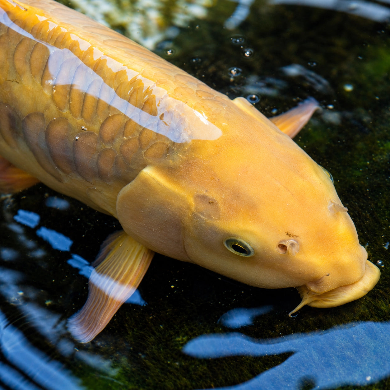 carpe-fantome-couleur-doree-surface-eau