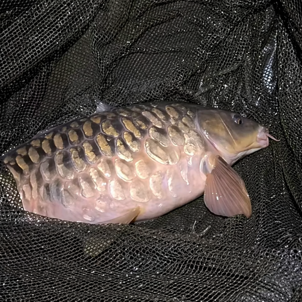 Carpe fully scaled dans une épuisette noire, variété présentant l'écaillure complète et régulière d'une commune sur un gabarit de miroir