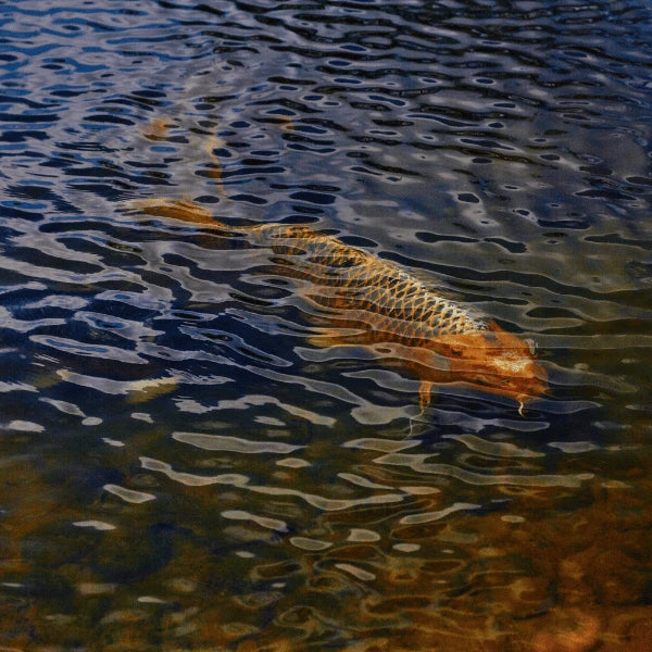 Carpe ghost aux reflets cuivrés évoluant en surface, hybride entre koï et carpe sauvage