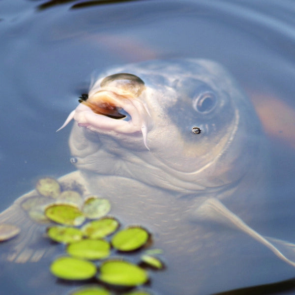 Carpe ghost argentée nacrée en surface parmi les lentilles d'eau, hybride de commune et de koï