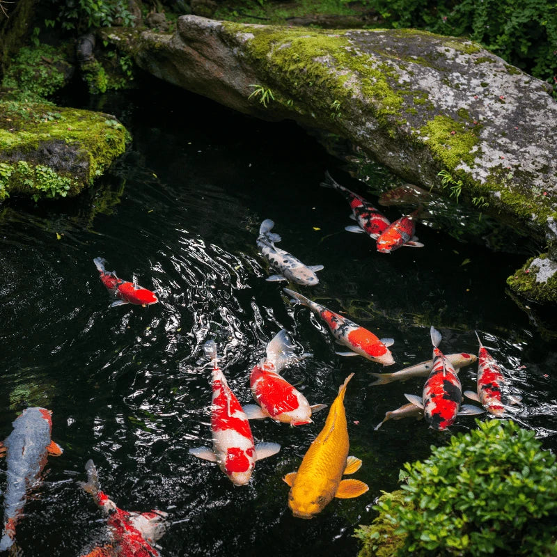 Banc de carpes koï multicolores en bassin japonais, illustration du caractère paisible et grégaire