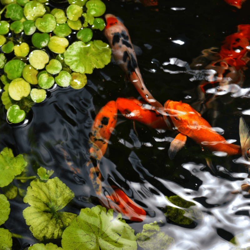 Carpe koï dans un bassin d'ornement chinois, berceau historique du nishikigoi