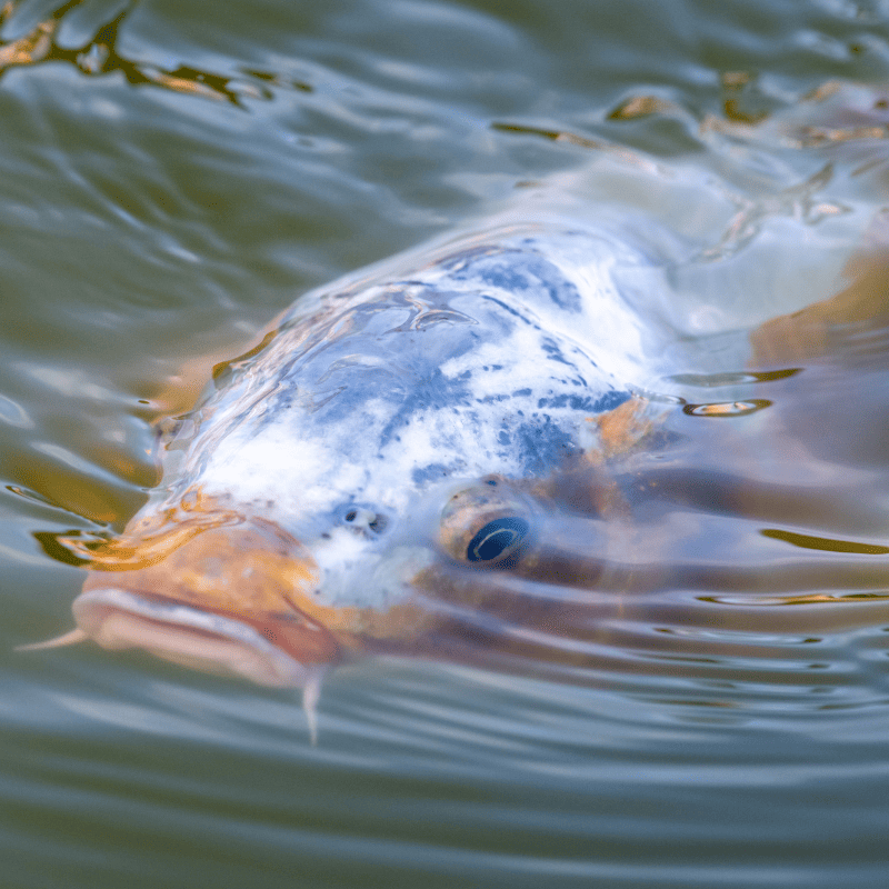 Carpe koï repérée dans un étang communal français près d'une zone résidentielle
