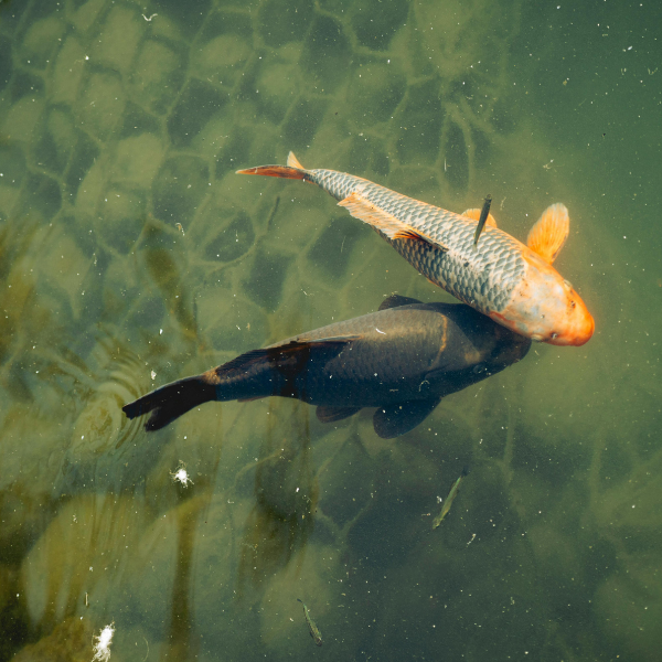 Carpe koï en fraie dans un plan d'eau naturel en France