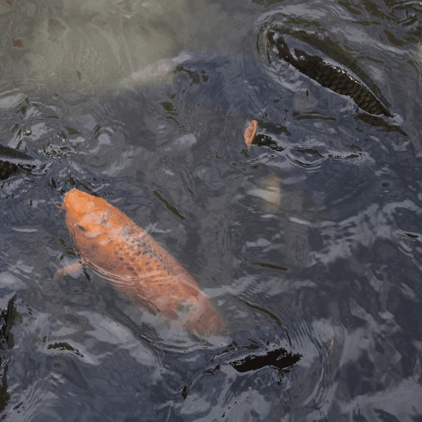 Carpe koï orange et carpe sauvage nageant ensemble, illustration de leur interfertilité