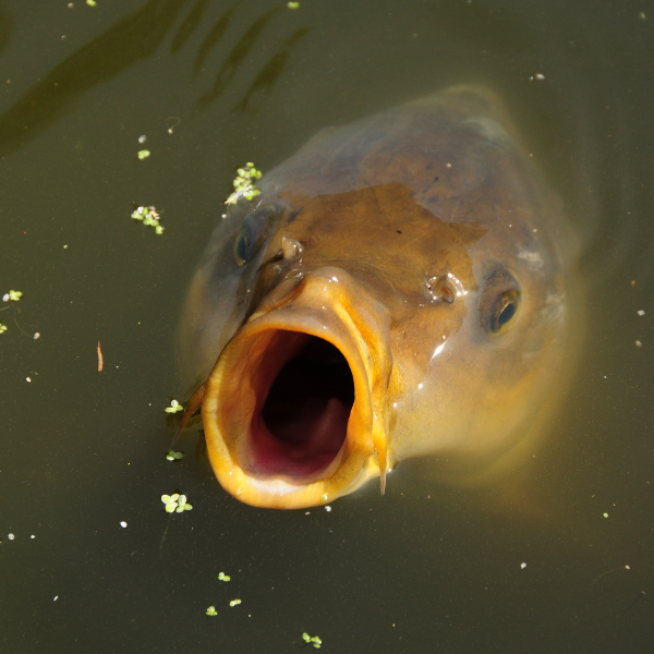 Carpe koï la gueule grande ouverte en surface lors d'une phase d'alimentation, poisson d'ornement fréquemment rencontré dans les plans d'eau carpistes