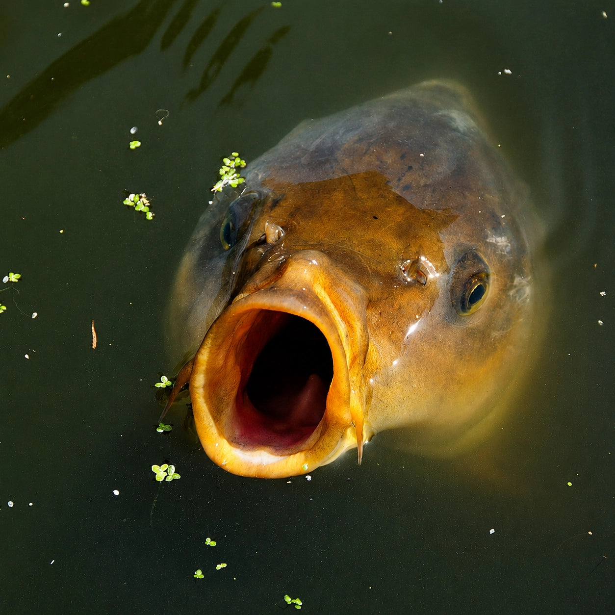 Carpe koï la gueule grande ouverte en surface lors d'une phase d'alimentation, poisson d'ornement fréquemment rencontré dans les plans d'eau carpistes