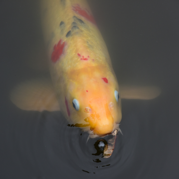 Variétés rares de carpe : koï, linéaire et fully scaled