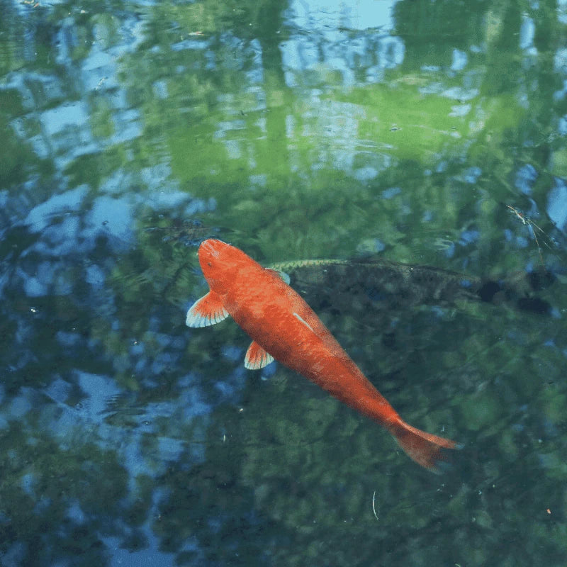 Carpe koï orange repérée en bordure pour la pêche à vue, technique du stalking