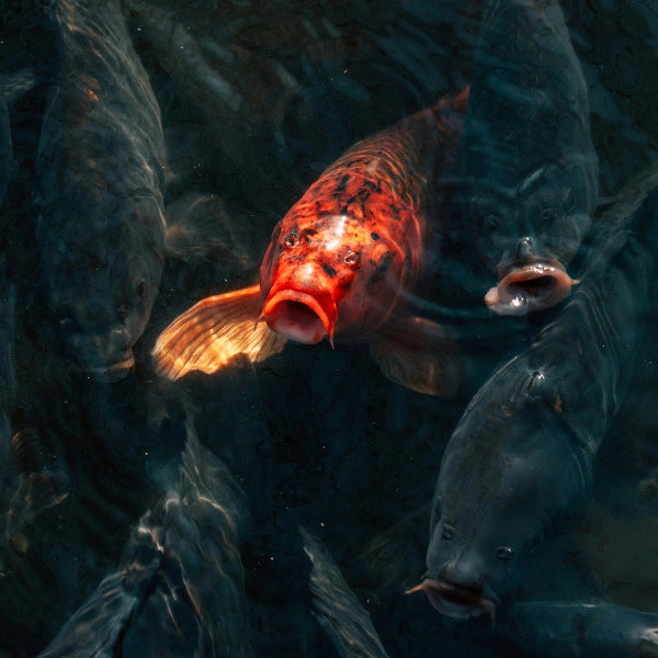 Carpe koï rouge dans un bassin japonais, variété pouvant vivre jusqu'à 50 ans en captivité