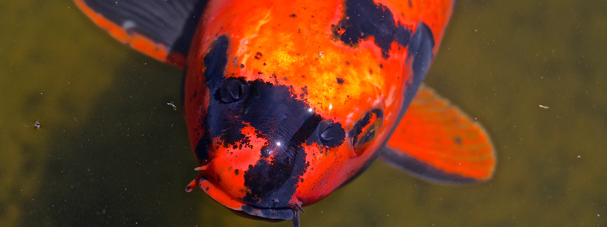 Carpe koï rouge et noir nageant dans un plan d'eau naturel