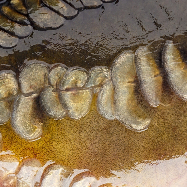 Écailles alignées le long de la ligne latérale d'une carpe linéaire, motif caractéristique