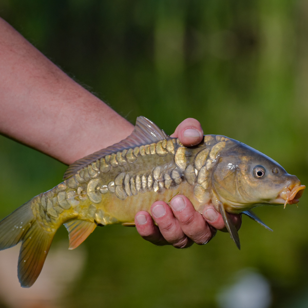 Carpe linéaire tenue dans une main, montrant clairement sa rangée d'écailles caractéristique disposée le long de la ligne latérale