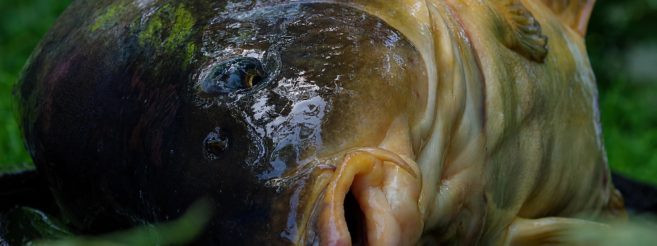 Magnifixcarp — gros plan sur une carpe miroir