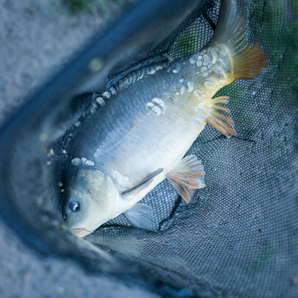 Carpe miroir vue de dessus dans une épuisette, montrant son écaillure partielle et irrégulière caractéristique, nageoires aux teintes orangées
