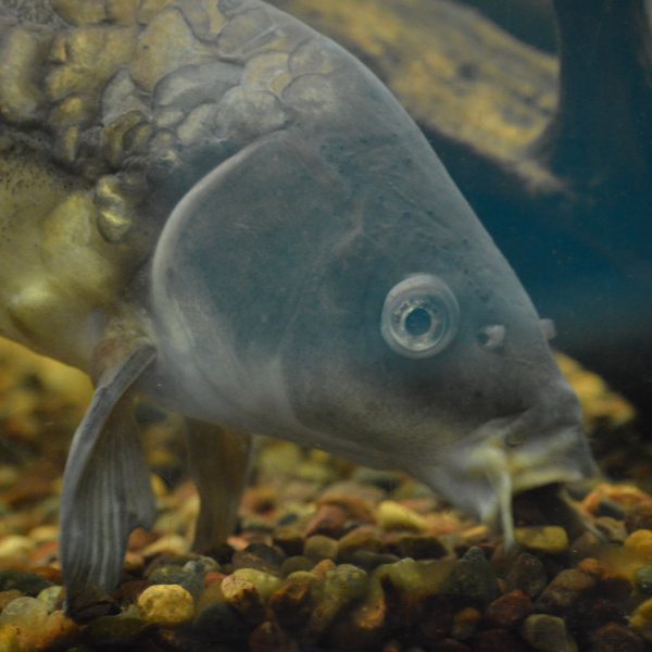 Carpe miroir fouillant le fond de gravier à la recherche de nourriture, vue sous-marine