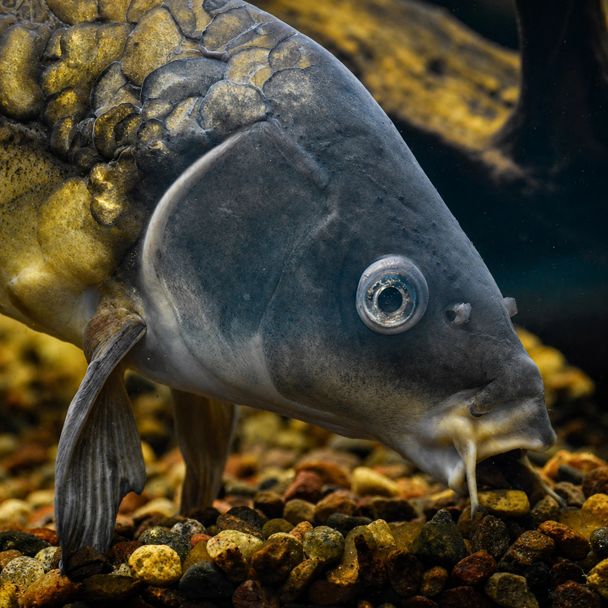 Carpe miroir fouillant le fond de gravier à la recherche de nourriture, vue sous-marine
