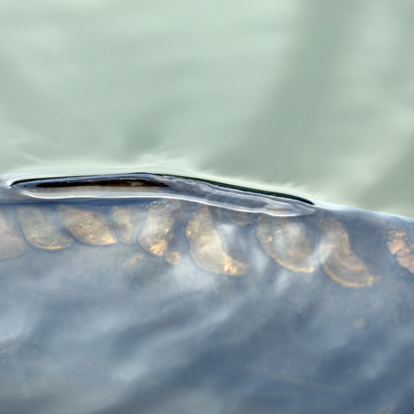 Gros spécimen de carpe miroir aux écailles irrégulières