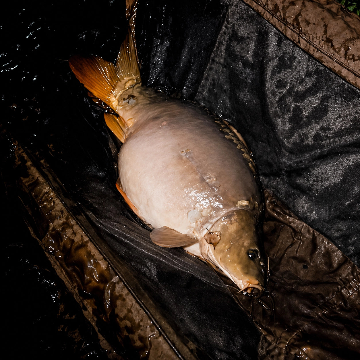 Carpe miroir de 18 kg prise de nuit sur une gravière de l'Oise, illustration d'une session adaptée à la situation
