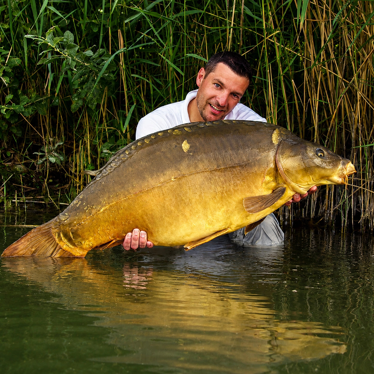 Carpiste dans les roseaux avec une grosse carpe miroir trophée presque cuir