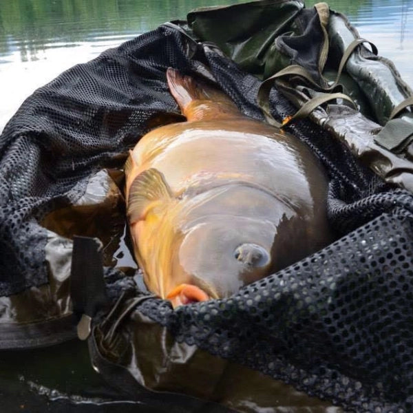 Carpe miroir au repos dans un sac de pesée avant remise à l'eau