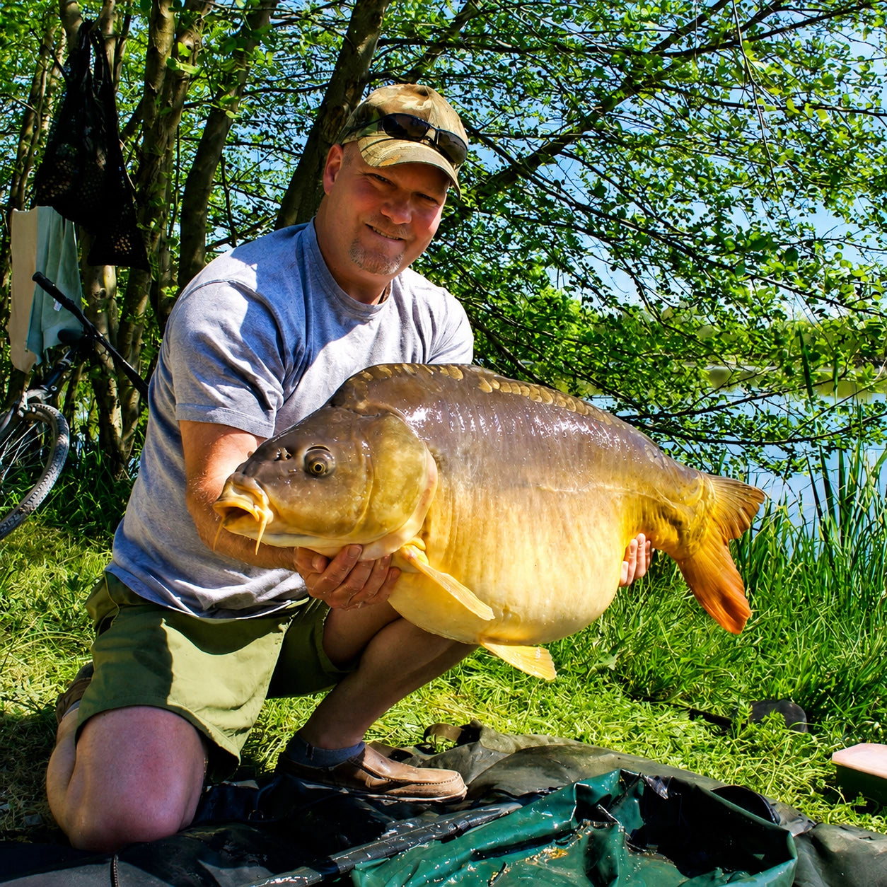 Carpiste posant avec une carpe miroir trophée montrant sa silhouette trapue et sa bosse dorsale