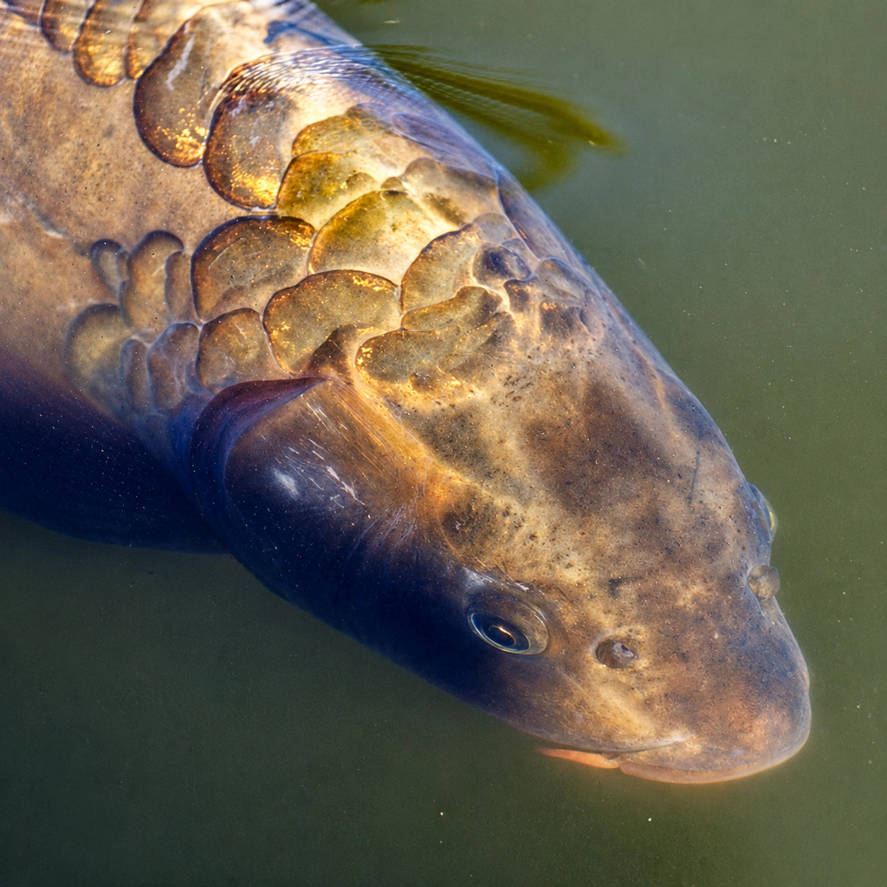 Carpe miroir nageant sous l'eau avec son patron d'écailles unique bien visible
