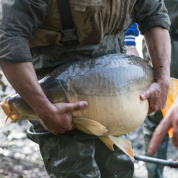 Carpe miroir au ventre gonflé d'œufs manipulée en pisciculture