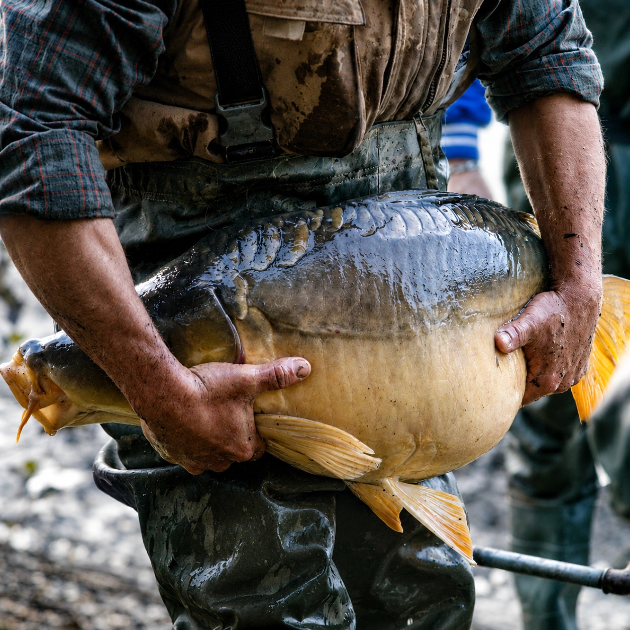Carpe miroir au ventre gonflé d'œufs manipulée en pisciculture