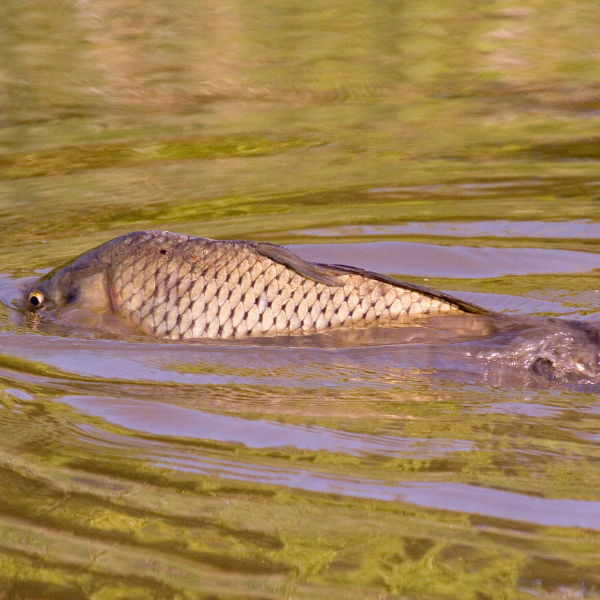 Carpe nageant en surface dans une eau peu profonde avant le frai