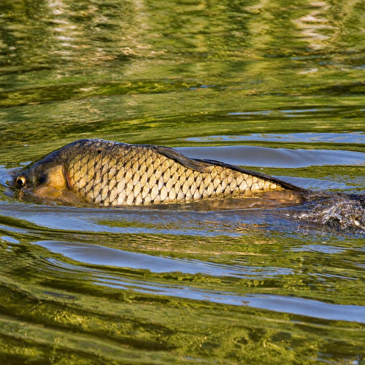 Carpe nageant en surface dans une eau peu profonde avant le frai