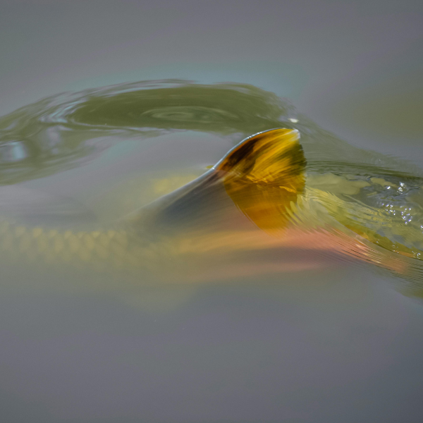 Nageoire caudale dorée d'une carpe affleurant la surface d'un étang