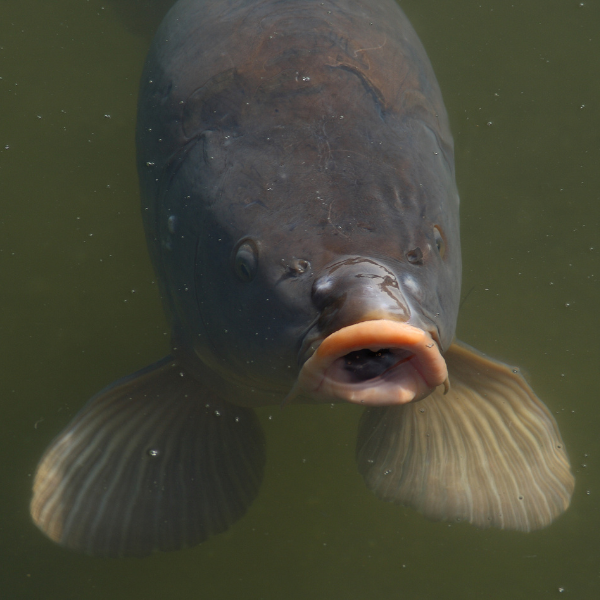 Vue frontale sous l'eau d'une carpe avec nageoires pectorales déployées et bouche ouverte