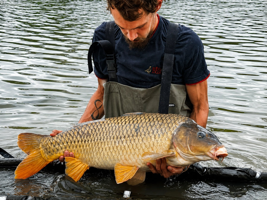 Carpe prise avec les appâts Magnifixcarp