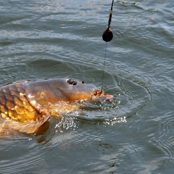 Carpe pêchée avec une bouillette, montage cheveu et plomb apparent au-dessus de l'eau