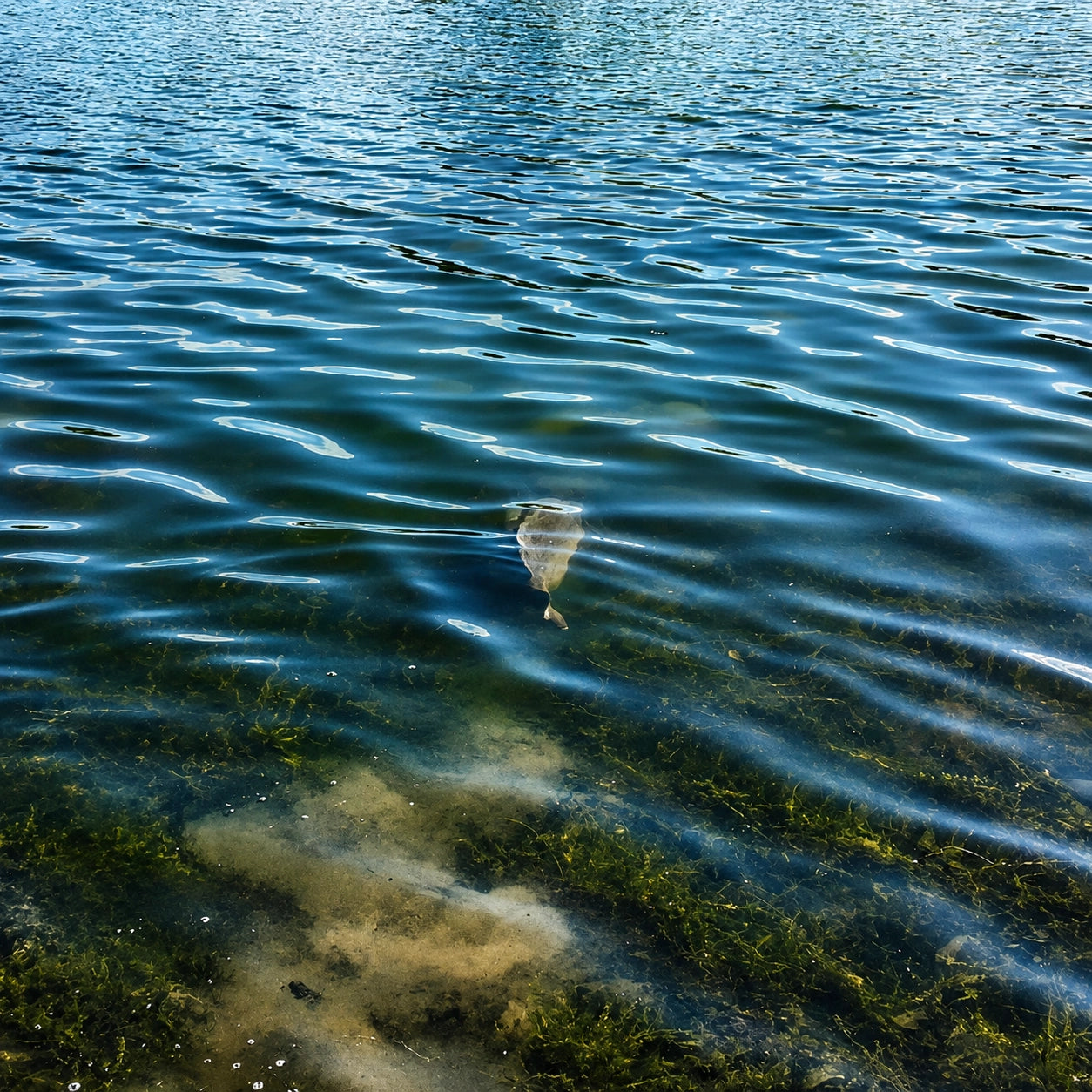 Carpe nageant juste sous la surface au-dessus d'un herbier, signe visuel d'activité repéré au bord de l'eau
