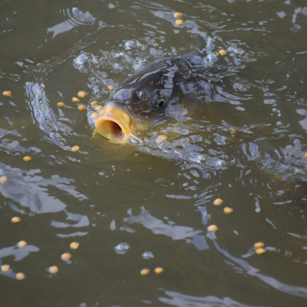 Carpe en surface aspirant des pellets, montrant son comportement de sélection alimentaire