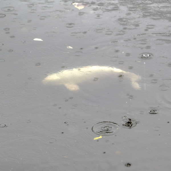 Carpe visible juste sous la surface de l'eau par temps de pluie