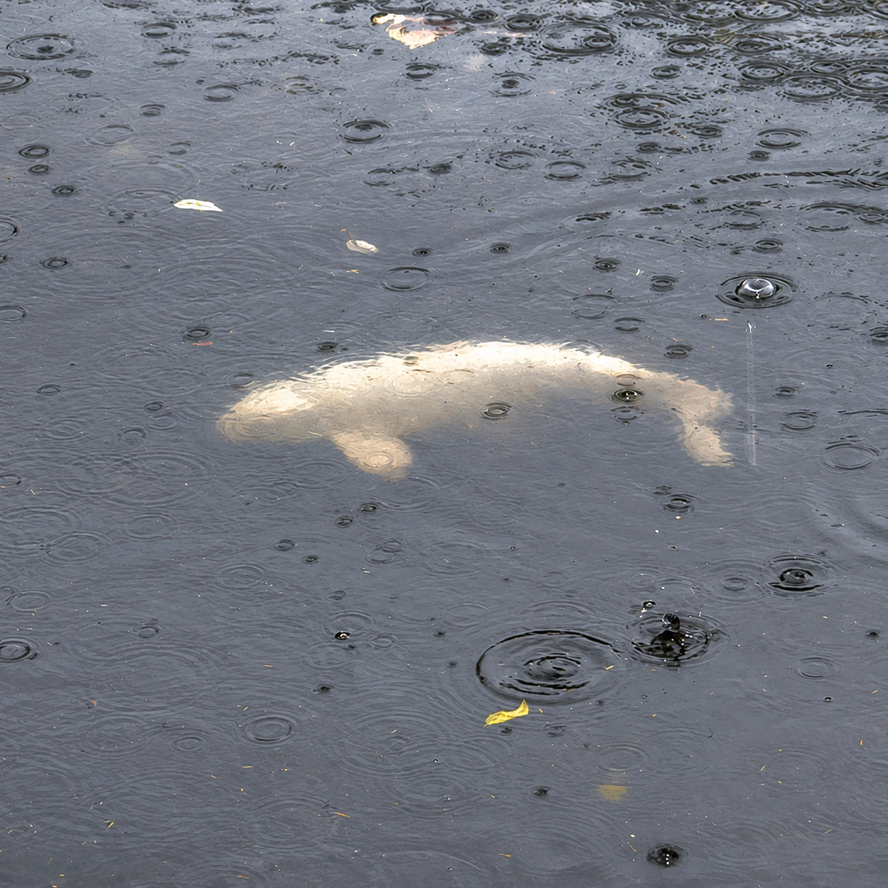 Carpe visible juste sous la surface de l'eau par temps de pluie