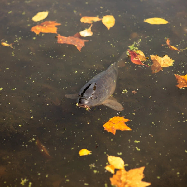Carpe nageant en surface dans un étang en automne, parmi les feuilles mortes