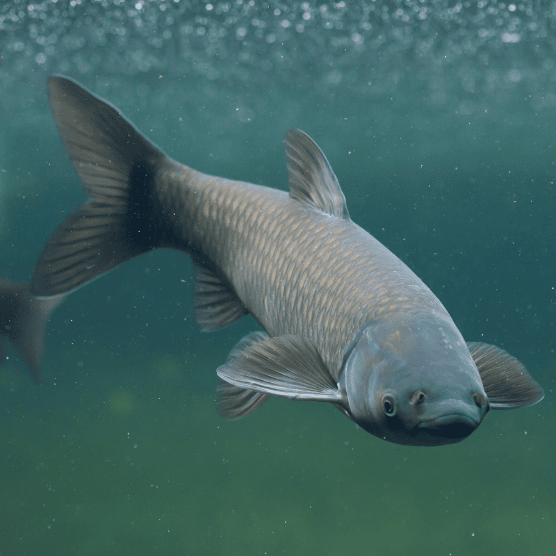 carpe amour herbivore