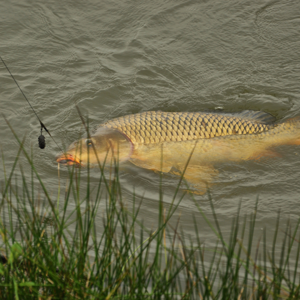 carpe capturée avec un montage parfait