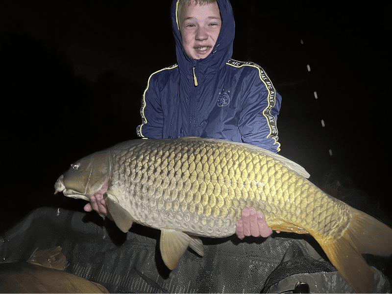 carpe commune dorée