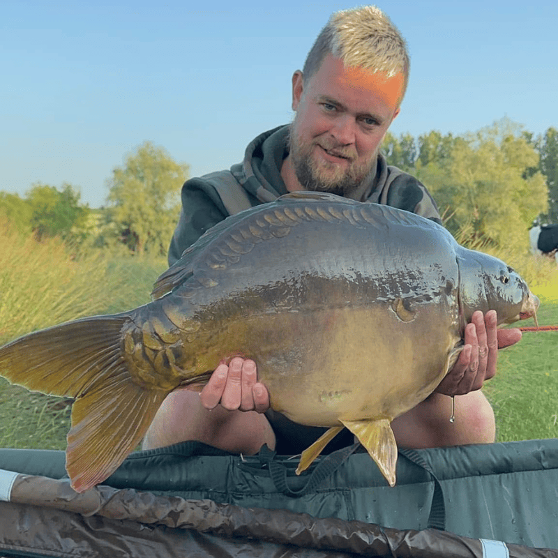 carpe cyprinus carpio