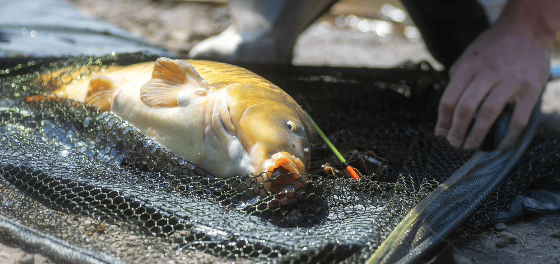 carpe dans epuisette